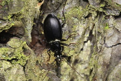 Limodromus