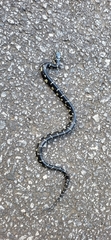 Lampropeltis getula