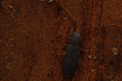 Uleiota planata