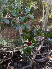 Ilex