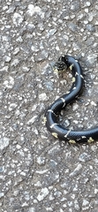 Lampropeltis getula