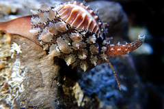 Pusula solandri