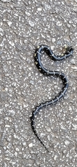Lampropeltis getula