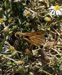 Hylephila phyleus