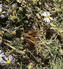 Hylephila phyleus