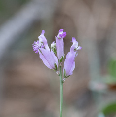 Polygala boissieri