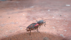 Jadera haematoloma