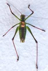 Leptophyes punctatissima