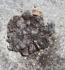 Terrapene carolina bauri