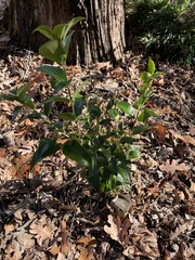 Ligustrum lucidum