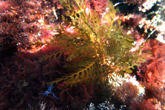 Sargassum horneri