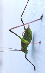 Leptophyes punctatissima