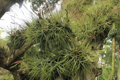 Tillandsia schiedeana