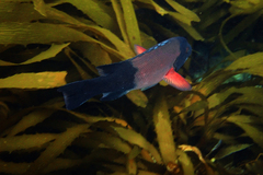 Bodianus pulcher