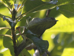 Neomixis striatigula