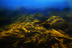 Eisenia arborea