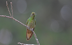 Boissonneaua flavescens