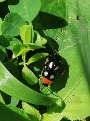 Omophoita simulans