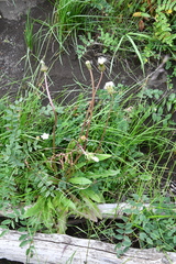 Taraxacum ceratophorum