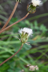 Taraxacum ceratophorum