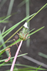 Taraxacum ceratophorum