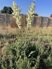 Yucca gloriosa tristis