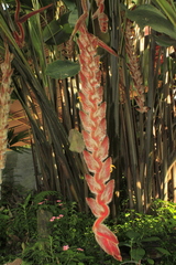 Heliconia mutisiana