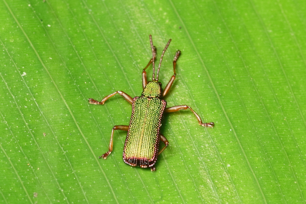 Pseudispa marginata