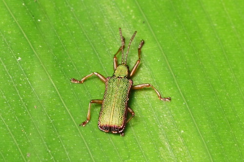 Pseudispa marginata