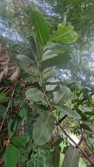 Calophyllum inophyllum