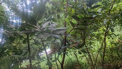 Calophyllum inophyllum