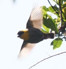 Ploceus nelicourvi