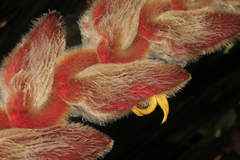 Heliconia vellerigera