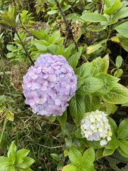 Hydrangea macrophylla