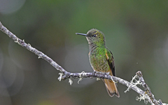 Boissonneaua flavescens