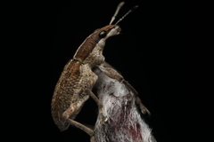 Charagmus gressorius