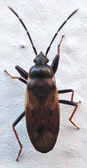 Heteroptera