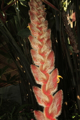 Heliconia vellerigera
