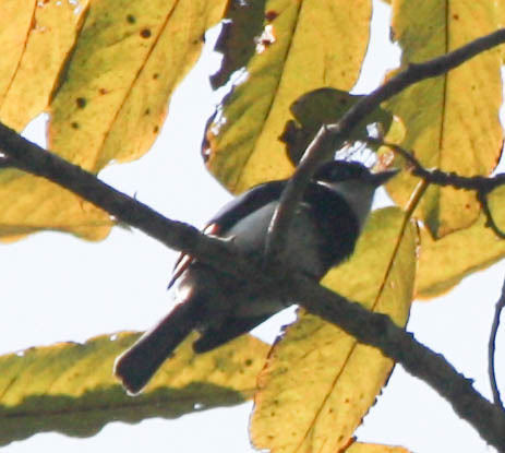 Ward's Vanga (Pseudobias wardi), photo 10