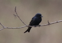 Dicrurus adsimilis fugax