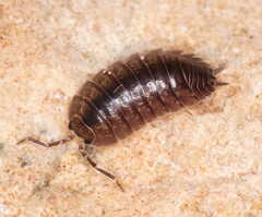 Porcellio