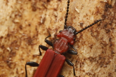 Cucujus cinnaberinus