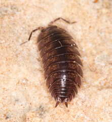 Porcellio