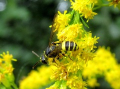 Cerceris quadricincta