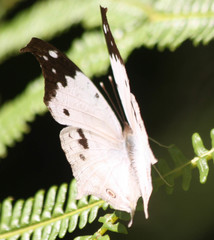 Protogoniomorpha duprei