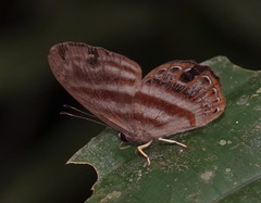 Euselasia euryone
