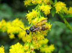 Cerceris quadricincta