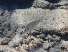 Sparus auratus