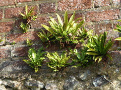 Asplenium scolopendrium scolopendrium