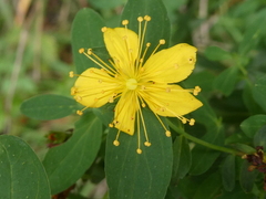 Hypericum perforatum